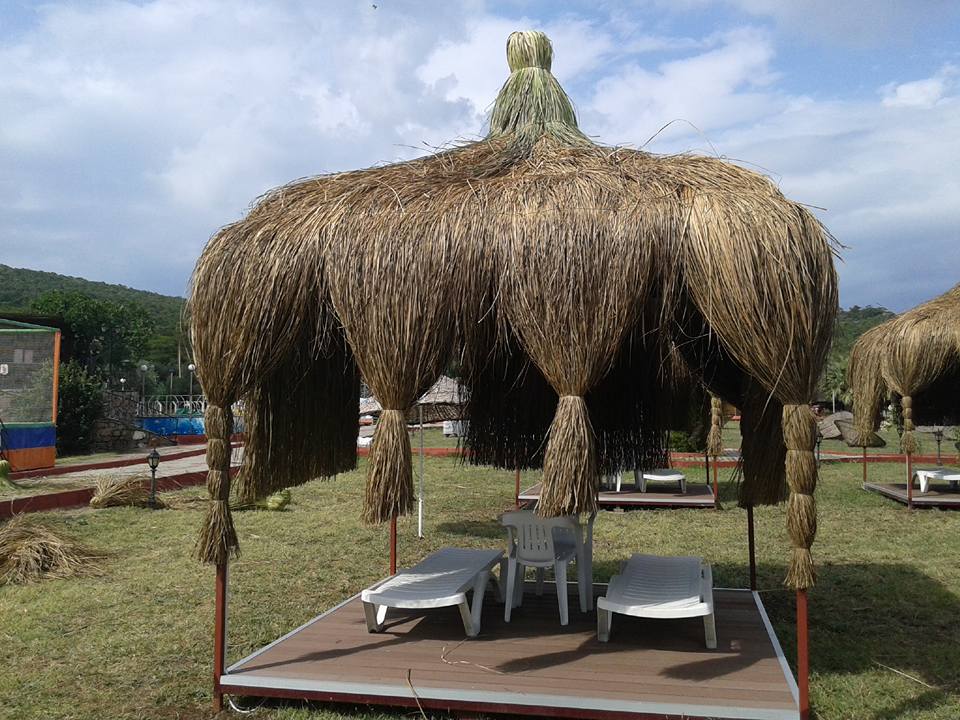 Çin Otu